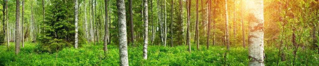birch forest panorama in summer. Sun in the park