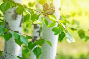 Bright birch branches in the sunlight