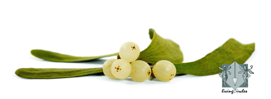 Miraculix und sein Zaubertrank - die Mistel ein Zauberwerk